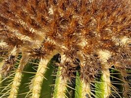 Explore Lanzarote's stunning cactus gardens, where the vibrant hues and varied shapes of these plants create a mesmerizing tapestry of desert life. photo