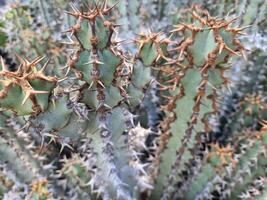 Explore Lanzarote's stunning cactus gardens, where the vibrant hues and varied shapes of these plants create a mesmerizing tapestry of desert life. photo