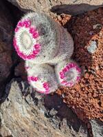 explorar lanzarote maravilloso cactus jardines, dónde el vibrante matices y variado formas de estos plantas crear un fascinante tapiz de Desierto vida. foto