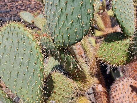 explorar lanzarote maravilloso cactus jardines, dónde el vibrante matices y variado formas de estos plantas crear un fascinante tapiz de Desierto vida. foto