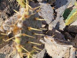 explorar lanzarote maravilloso cactus jardines, dónde el vibrante matices y variado formas de estos plantas crear un fascinante tapiz de Desierto vida. foto