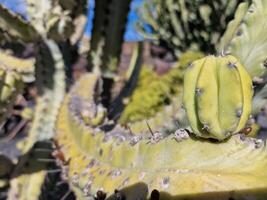 Explore Lanzarote's stunning cactus gardens, where the vibrant hues and varied shapes of these plants create a mesmerizing tapestry of desert life. photo