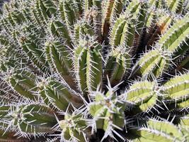 explorar lanzarote maravilloso cactus jardines, dónde el vibrante matices y variado formas de estos plantas crear un fascinante tapiz de Desierto vida. foto