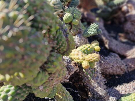 explorar lanzarote maravilloso cactus jardines, dónde el vibrante matices y variado formas de estos plantas crear un fascinante tapiz de Desierto vida. foto