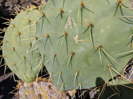 explorar lanzarote maravilloso cactus jardines, dónde el vibrante matices y variado formas de estos plantas crear un fascinante tapiz de Desierto vida. foto