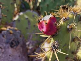 Explore Lanzarote's stunning cactus gardens, where the vibrant hues and varied shapes of these plants create a mesmerizing tapestry of desert life. photo