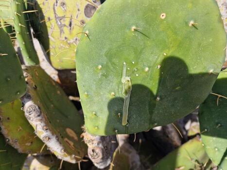 explorar lanzarote maravilloso cactus jardines, dónde el vibrante matices y variado formas de estos plantas crear un fascinante tapiz de Desierto vida. foto
