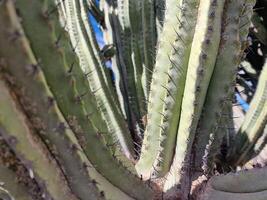 Explore Lanzarote's stunning cactus gardens, where the vibrant hues and varied shapes of these plants create a mesmerizing tapestry of desert life. photo