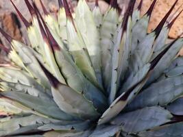 explorar lanzarote maravilloso cactus jardines, dónde el vibrante matices y variado formas de estos plantas crear un fascinante tapiz de Desierto vida. foto