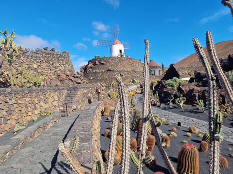 explorar lanzarote maravilloso cactus jardines, dónde el vibrante matices y variado formas de estos plantas crear un fascinante tapiz de Desierto vida. foto