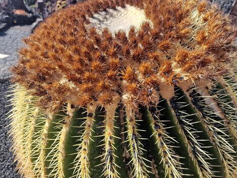 explorar lanzarote maravilloso cactus jardines, dónde el vibrante matices y variado formas de estos plantas crear un fascinante tapiz de Desierto vida. foto