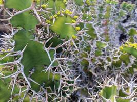 explorar lanzarote maravilloso cactus jardines, dónde el vibrante matices y variado formas de estos plantas crear un fascinante tapiz de Desierto vida. foto