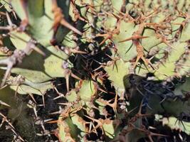 Explore Lanzarote's stunning cactus gardens, where the vibrant hues and varied shapes of these plants create a mesmerizing tapestry of desert life. photo