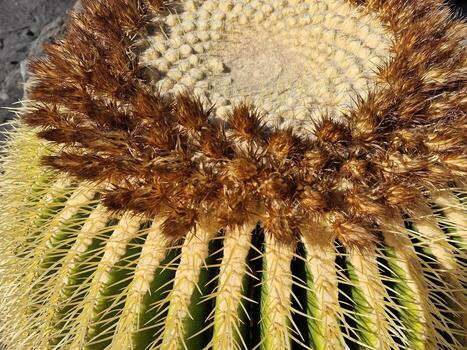 explorar lanzarote maravilloso cactus jardines, dónde el vibrante matices y variado formas de estos plantas crear un fascinante tapiz de Desierto vida. foto