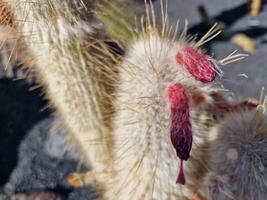 explorar lanzarote maravilloso cactus jardines, dónde el vibrante matices y variado formas de estos plantas crear un fascinante tapiz de Desierto vida. foto