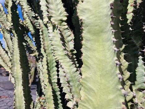 explorar lanzarote maravilloso cactus jardines, dónde el vibrante matices y variado formas de estos plantas crear un fascinante tapiz de Desierto vida. foto