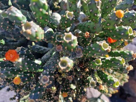 explorar lanzarote maravilloso cactus jardines, dónde el vibrante matices y variado formas de estos plantas crear un fascinante tapiz de Desierto vida. foto