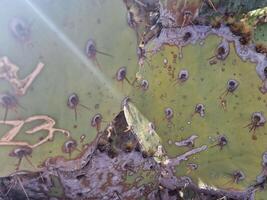 explorar lanzarote maravilloso cactus jardines, dónde el vibrante matices y variado formas de estos plantas crear un fascinante tapiz de Desierto vida. foto