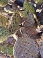 Explore Lanzarote's stunning cactus gardens, where the vibrant hues and varied shapes of these plants create a mesmerizing tapestry of desert life. photo