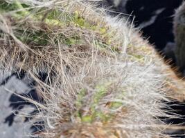 explorar lanzarote maravilloso cactus jardines, dónde el vibrante matices y variado formas de estos plantas crear un fascinante tapiz de Desierto vida. foto