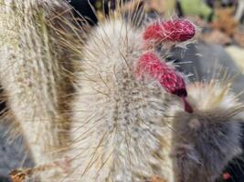 Explore Lanzarote's stunning cactus gardens, where the vibrant hues and varied shapes of these plants create a mesmerizing tapestry of desert life. photo