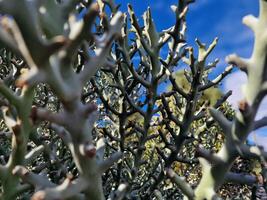 explorar lanzarote maravilloso cactus jardines, dónde el vibrante matices y variado formas de estos plantas crear un fascinante tapiz de Desierto vida. foto