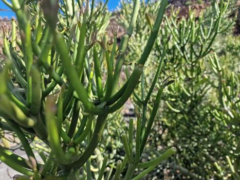 explorar lanzarote maravilloso cactus jardines, dónde el vibrante matices y variado formas de estos plantas crear un fascinante tapiz de Desierto vida. foto