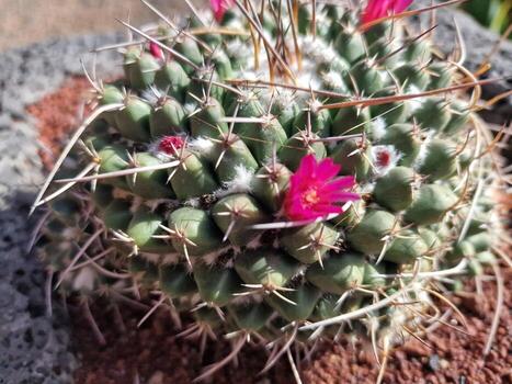 explorar lanzarote maravilloso cactus jardines, dónde el vibrante matices y variado formas de estos plantas crear un fascinante tapiz de Desierto vida. foto