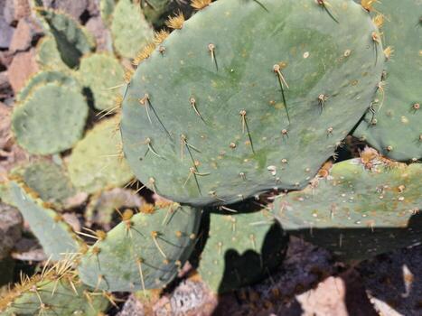explorar lanzarote maravilloso cactus jardines, dónde el vibrante matices y variado formas de estos plantas crear un fascinante tapiz de Desierto vida. foto