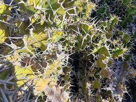 explorar lanzarote maravilloso cactus jardines, dónde el vibrante matices y variado formas de estos plantas crear un fascinante tapiz de Desierto vida. foto