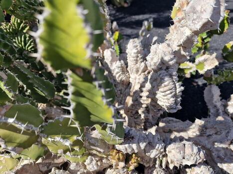 explorar lanzarote maravilloso cactus jardines, dónde el vibrante matices y variado formas de estos plantas crear un fascinante tapiz de Desierto vida. foto