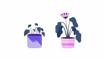 plantio vasos de flores balançando linha 2d objeto animação. em vaso plantas de interior plano cor desenho animado 4k vídeo, alfa canal. floração jardinagem. casa plantas dentro panelas animado item em branco fundo video