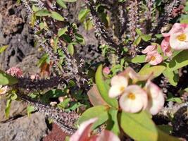 explorar lanzarote maravilloso cactus jardines, dónde el vibrante matices y variado formas de estos plantas crear un fascinante tapiz de Desierto vida. foto