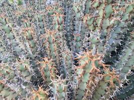 Explore Lanzarote's stunning cactus gardens, where the vibrant hues and varied shapes of these plants create a mesmerizing tapestry of desert life. photo