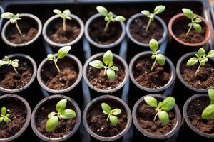 ai generado bebé plantas siembra en flor ollas. primavera plantando temprano planta de semillero, crecido desde semillas en ollas a hogar. parte superior ver foto