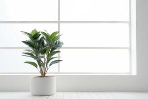 AI generated Indoor plant in a pot near the window on the white background. Space for text. photo