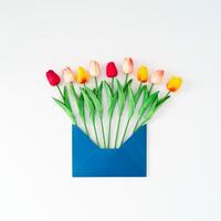 Spring composition made with colorful tulip flowers coming out of blue envelope on white background. Minimal concept. Creative spring flowers idea. Nature flat lay. photo