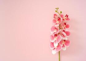 Spring and summer composition made with pink orchid flower on pink background with copy space. Minimal concept. Creative trendy floral background idea. Flower aesthetic. Flat lay. Top of view. photo