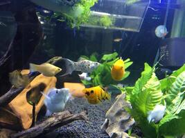 Colorful fish swimming in deep blue water aquarium with green water plants, fountain flowing in the fish tank photo