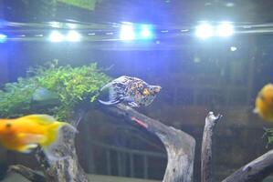 Colorful fish swimming in deep blue water aquarium with green water plants, fountain flowing in the fish tank photo