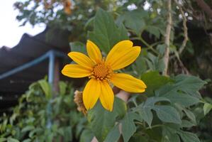 un de cerca de un elástico planta de casa. verde hojas moteado y flor, luz de sol, naturaleza foto