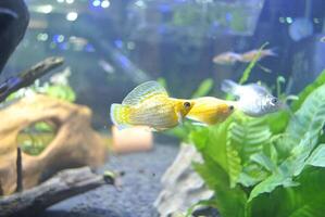 Colorful fish swimming in deep blue water aquarium with green water plants, fountain flowing in the fish tank photo