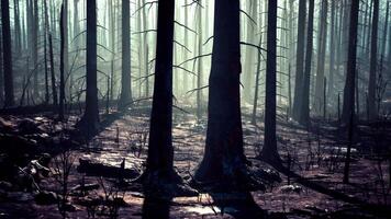 un' foresta pieno con molte di alto alberi video