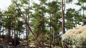 une groupe de des arbres cette sont permanent dans le saleté video