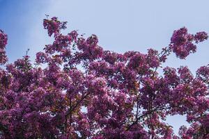 rosado flores floreciente en árbol en el primavera foto