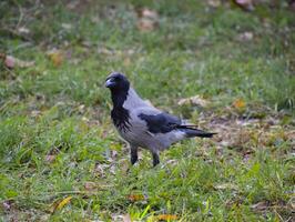 Hooded crow on the grass. A bird of the family Corvidae photo