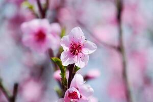 Spring flowering peach photo