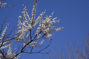 Spring flowering trees. Pollination of flowers of apricot. Bloom photo