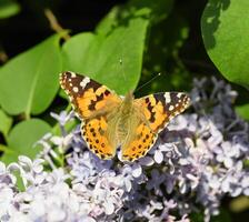 mariposa vanessa cardui en lila flores polinización floreciente lilas. foto