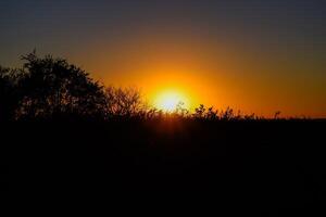 puesta de sol en el antecedentes de césped y arboles foto